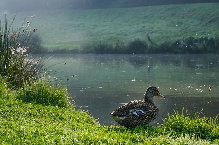 2020_OT_PaysdeVire@L-MACH_Villers-Bocage-66-Bois Ecanet