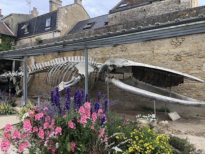squelette-de-la-baleine-parc-de-l-hotel-de-ville-credit-mathilde-lelandais (2)