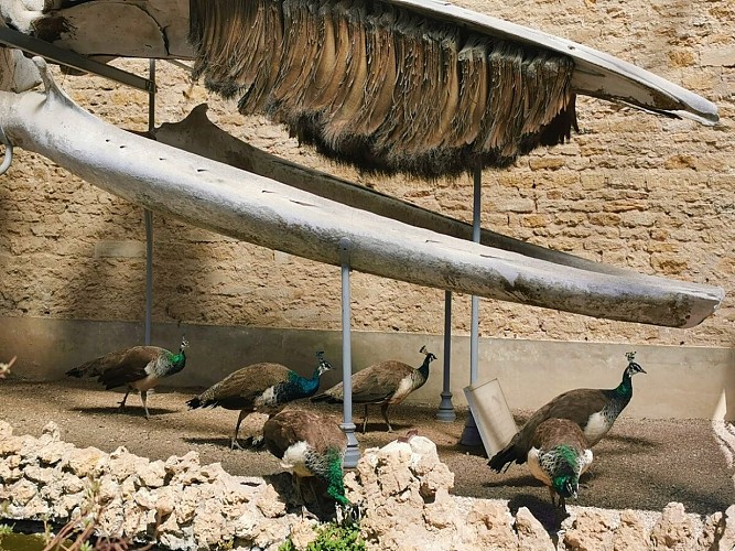 SQUELETTE-BALEINE-LE-PARC-DE-LA-BALEINE-PAONS-LUC-SUR-MER-CREDIT-NATHALIE-PAPOUIN