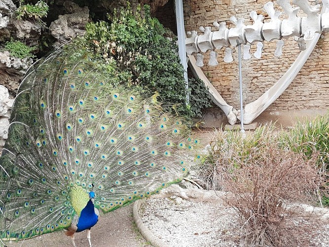 paon-de-luc-sur-mer-parc-de-la-baleine-credit-nancy-picot - 1 - -1-