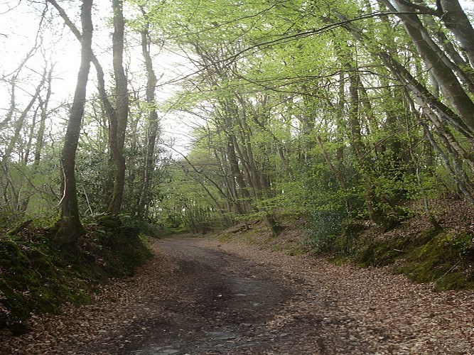 Bois St Germain le Vasson