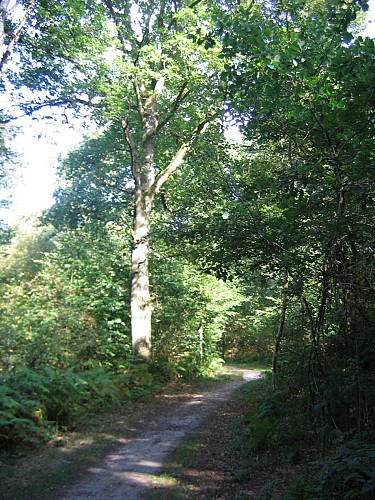 Parcours2 Massif boisé Champ de Bataille @ OT Le Neubourg