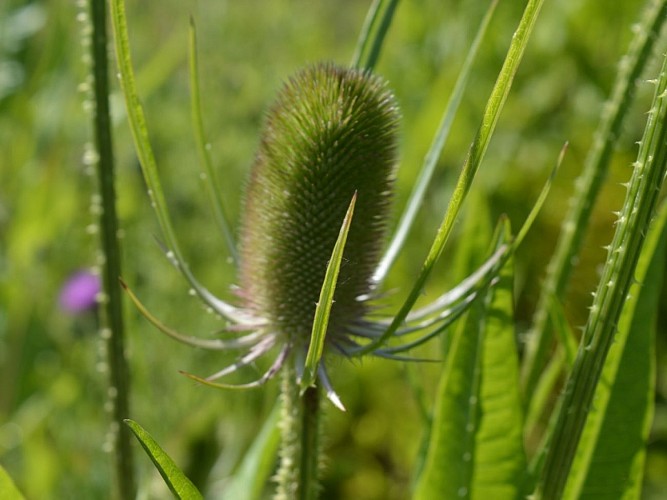 zone humide des pâtures (4)