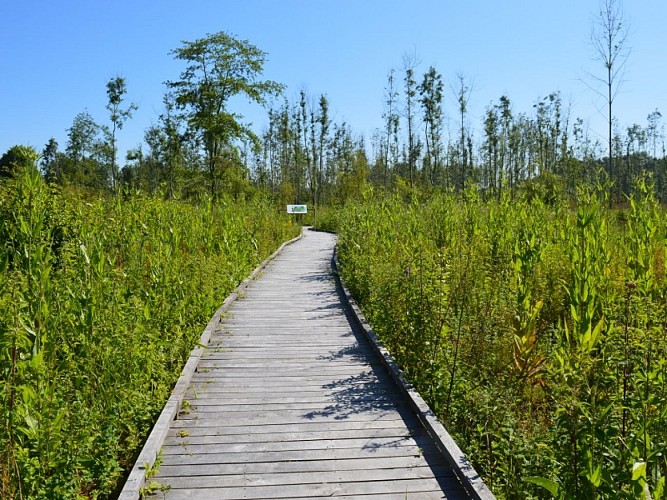 zone humide des pâtures (3)