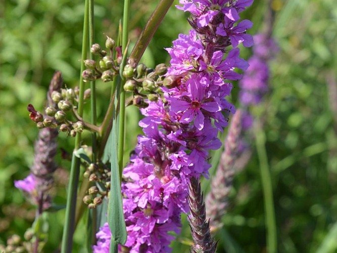 zone humide des pâtures (6)