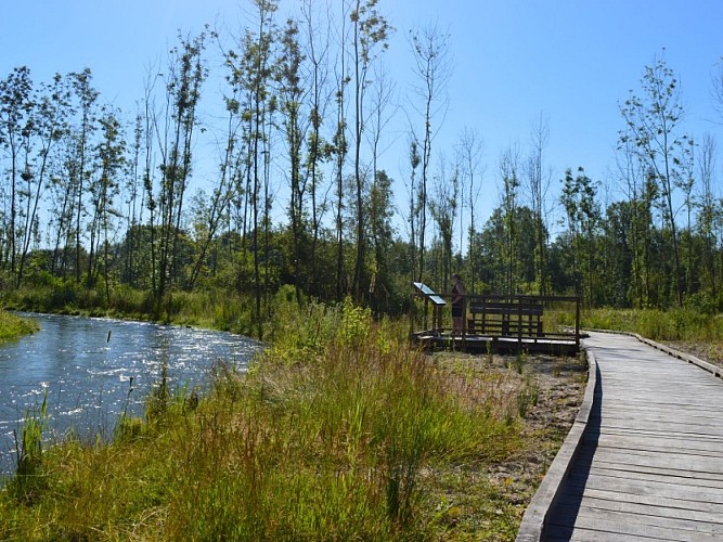 zone humide des pâtures (5)