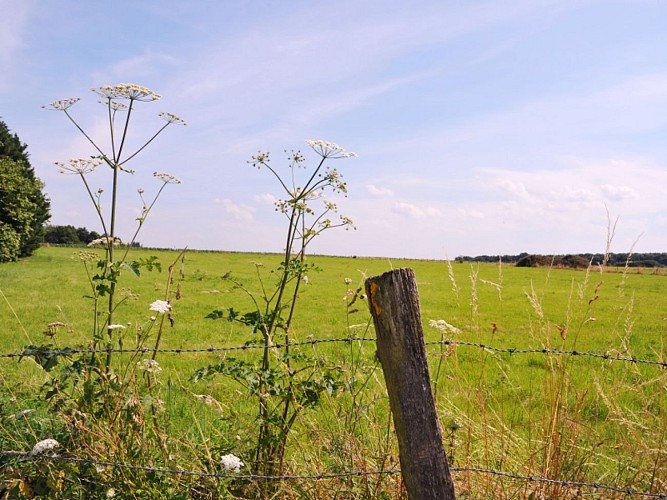 champsVironvay©normandie-photo.com