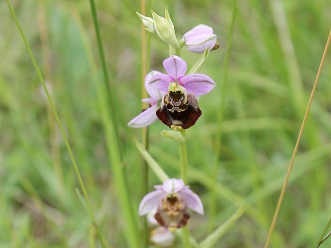 Ophrys_bourdon_CD27_redim