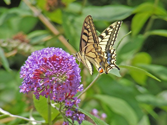 Papilio_machaon_Cen-NS_redim