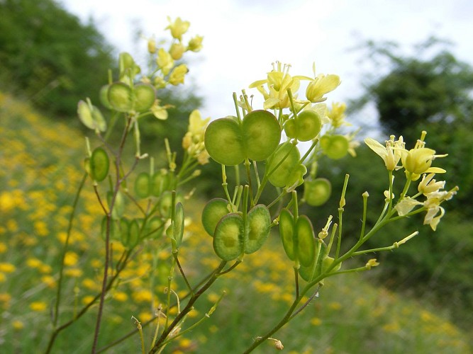 Biscutella_neustriaca_EB (5)