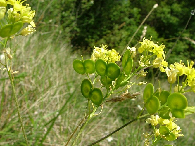 Biscutella_neustriaca2_EV (4)