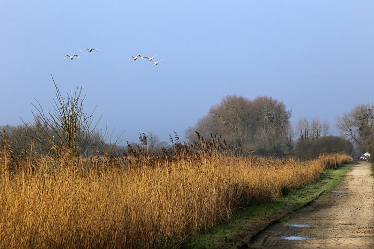sainte-marie-du-mont-reserve-de-beauguillot©christophe-cauchard (1)