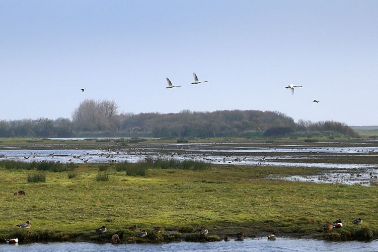 sainte-marie-du-mont-reserve-de-beauguillot©christophe-cauchard (2)