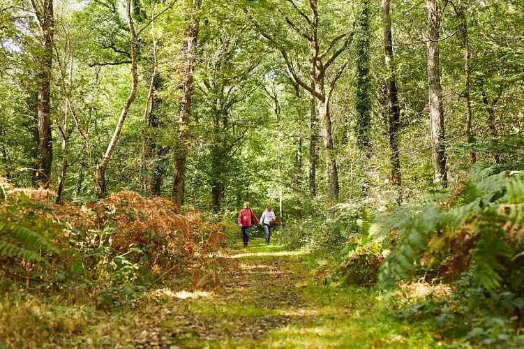 Ducey-les-Chéris_Bois_Dardennes