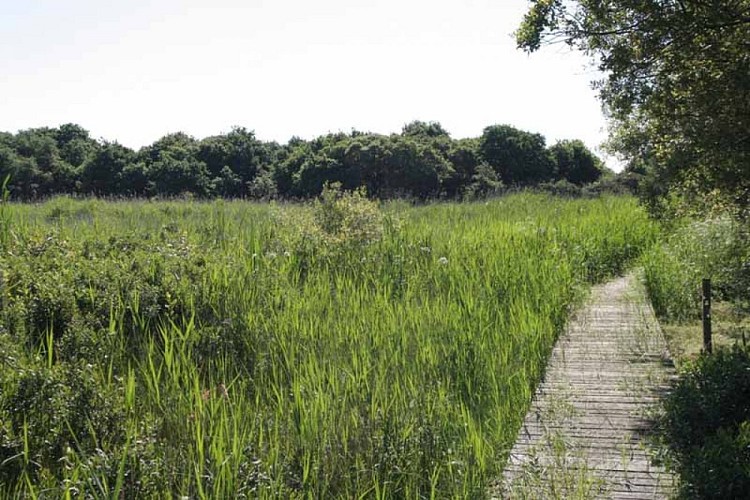 RNN Tourbière de Mathon (4)©CPIE