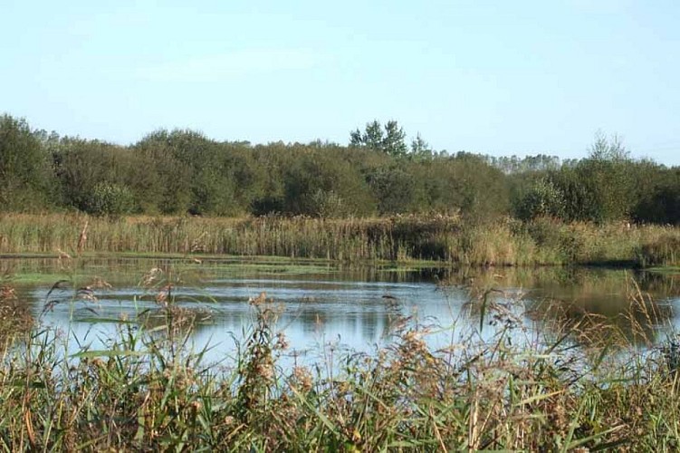 2013_St Georges de Bohon_Reserve des Bohon2©Réserve Bohon