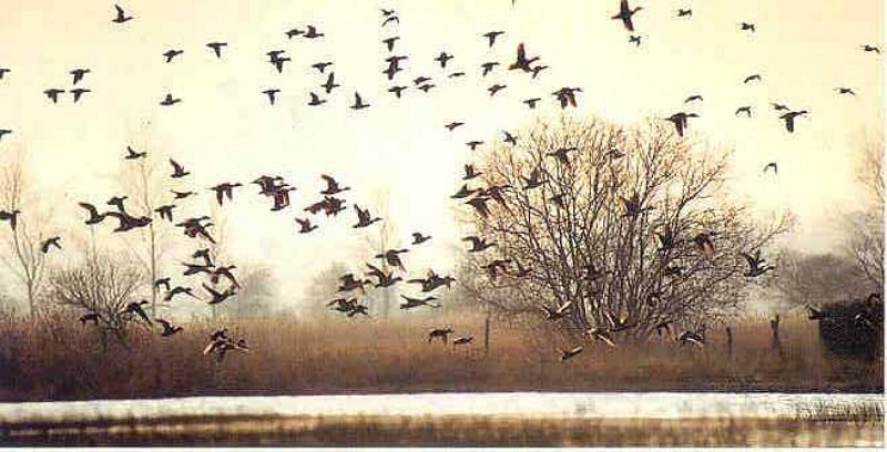 2013_St Georges de Bohon_Reserve des Bohon