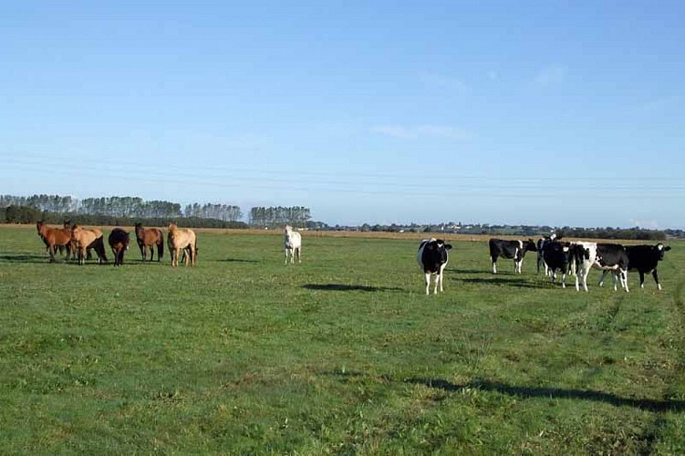 2013_St Georges de Bohon_Reserve des Bohon3©Réserve Bohon