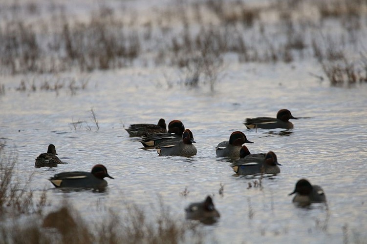 Sarcelles Hiver Geffosses-