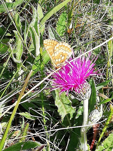 reserve-naturel-sangurières-marais-cotentin©PNR-marais-cotentin-bessin (2)-bd
