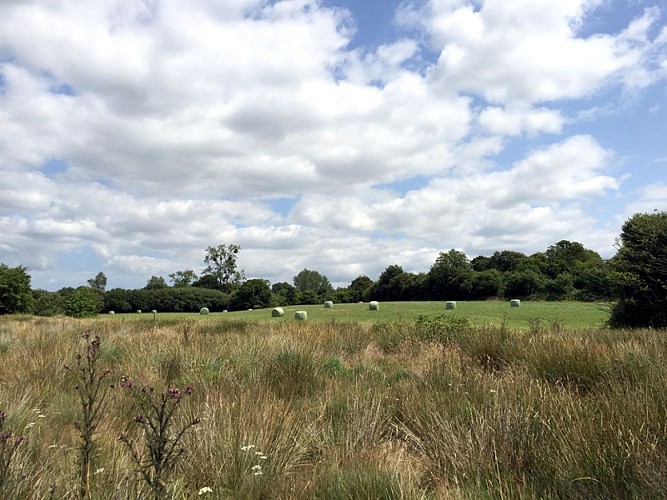 Doville_Réserve naturelle de la Sangsurière_2