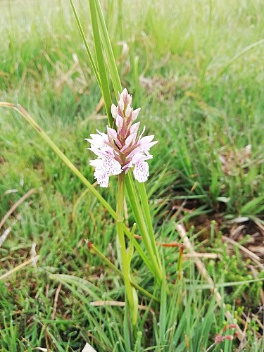 reserve-naturel-sangurières-marais-cotentin©PNR-marais-cotentin-bessin (4)-bd