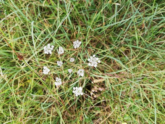 reserve-naturel-sangurières-marais-cotentin