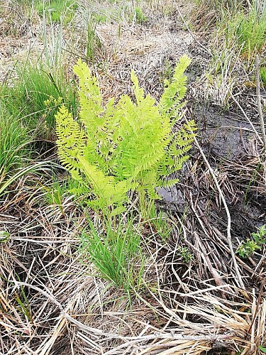 reserve-naturel-sangurières-marais-cotentin