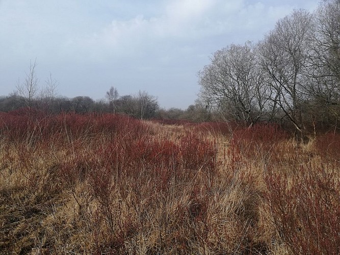 reserve-naturel-sangurières-marais-cotentin