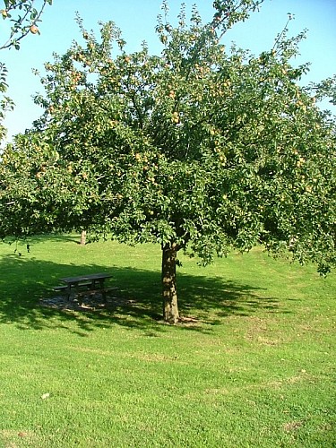 saint-sauveur-le-vicomte-verger-conservatoire-5