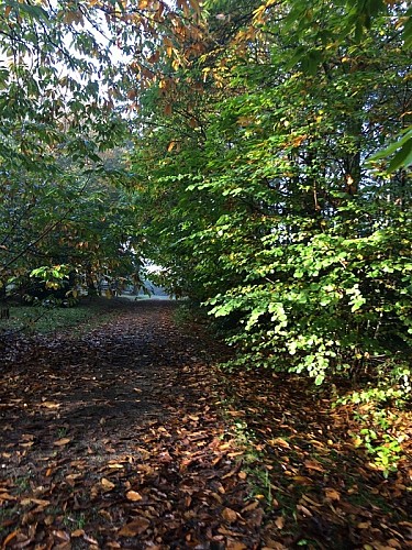 saint-sauveur-le-vicomte-foret-domaniale-2