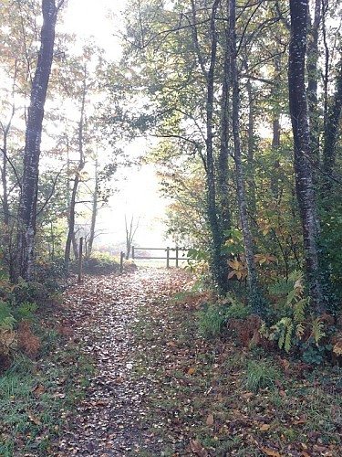 saint-sauveur-le-vicomte-foret-domaniale-3