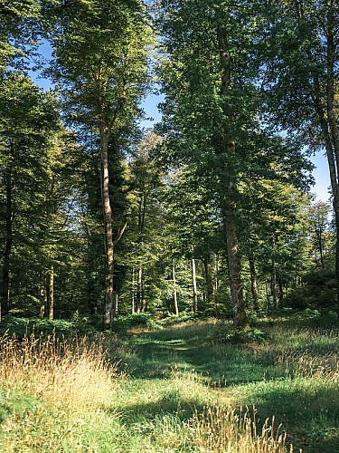 Forêt de Cerisy 2