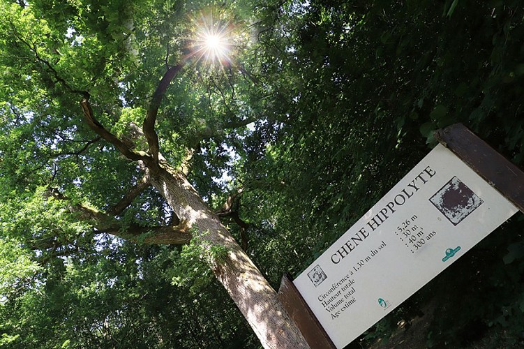 chene-hippolyte-jer