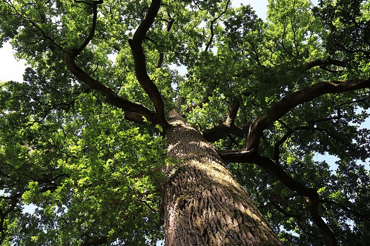 chene-hippolyte2-jer