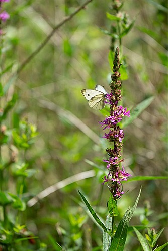 foret-de-bourse-flore2