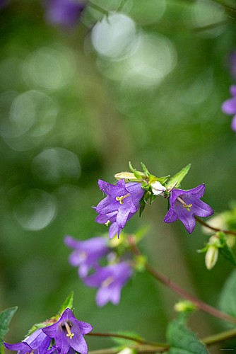 foret-de-bourse-flore