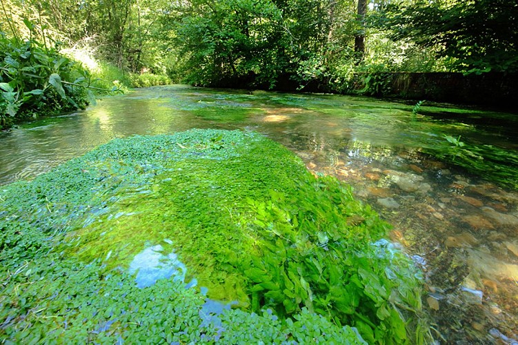 Résurgence Guiel La Ferté en Ouche