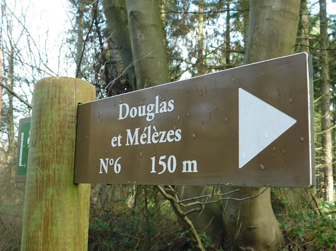 Forêt d'Eu  Douglas et Mélèze 800x600 (1)