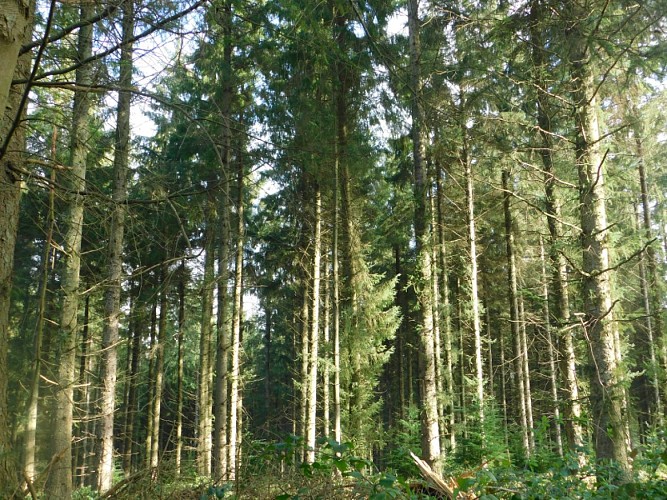 Forêt d'Eu  Douglas et Mélèze 800x600 (3)