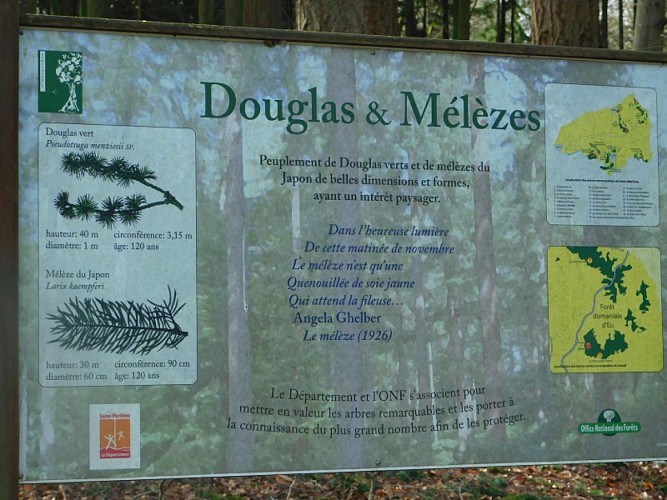 Forêt d'Eu Douglas et Mélèze 800x600 (4)