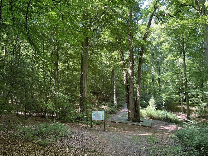 foret-de-brotonne-chene-cuve-2022-vue-ensemble