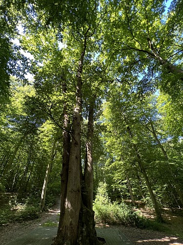 foret-de-brotonne-chene-cuve-vertical
