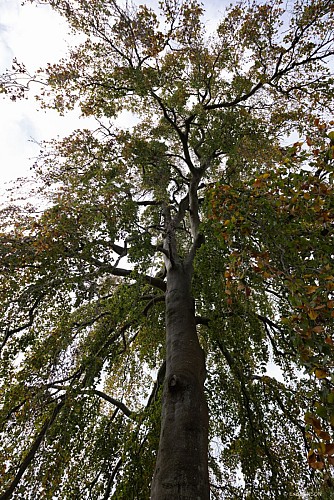 hetre-du-grand-maitre-foret-de-brotonne-6©EricSanson