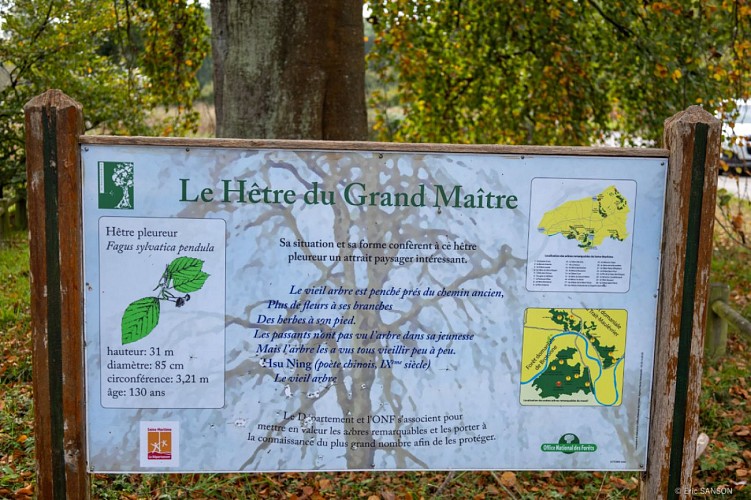 hetre-du-grand-maitre-foret-de-brotonne-1©EricSanson