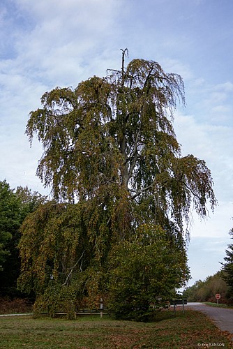 hetre-du-grand-maitre-foret-de-brotonne-3©EricSanson
