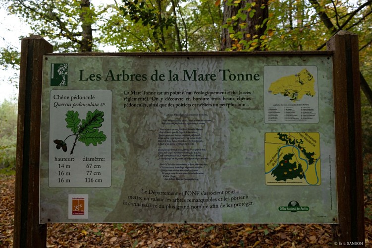 la-mare-tonne-foret-de-brotonne-1©EricSanson