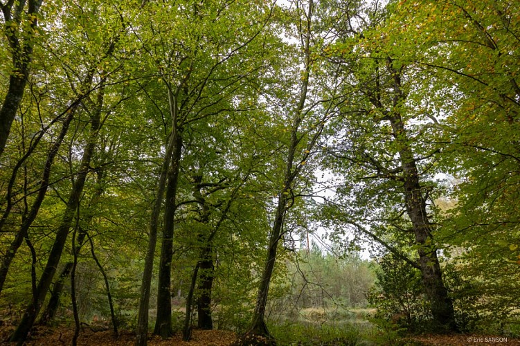 la-mare-tonne-foret-de-brotonne-3©EricSanson