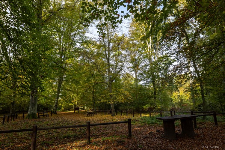 arbres-a-noeuds-la-chapelle-st-maur-foret-de-brotonne-5©EricSanson