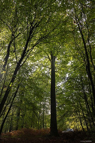 hetre-du-torps-foret-de-brotonne-5©EricSanson